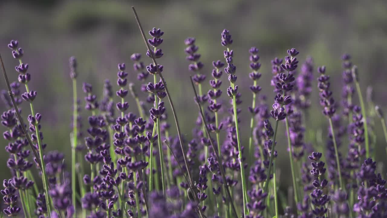 여름에 피는 보라색 라벤더