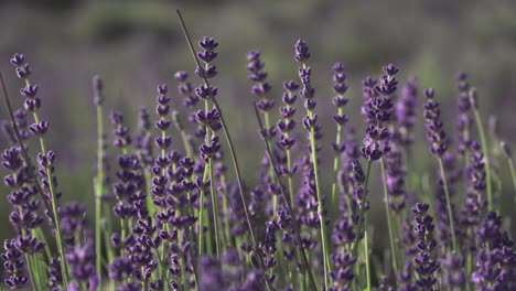 Lavanda-Púrpura-Floreciente-En-Verano