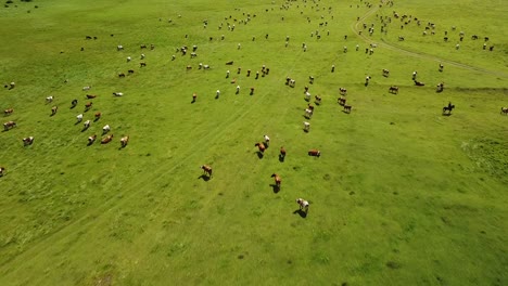 vast dairy cows herd grazing freely on rolling green meadow landscape