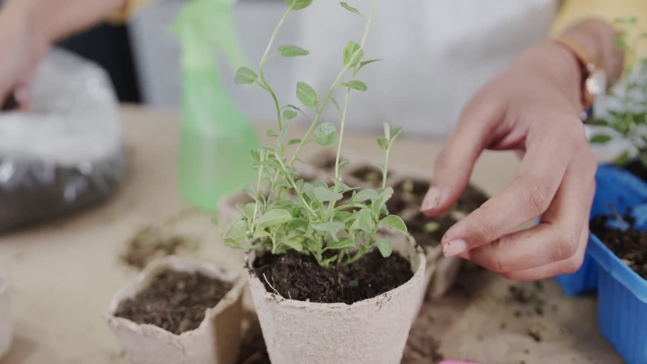 Mani di donna birazziale che piantano una piantina di erbe aromatiche in un vaso biodegradabile per la germinazione, al rallentatore