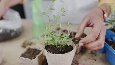 Hands-of-biracial-woman-planting-herb-seedling-in-biodegradable-starter-pot,-in-slow-motion