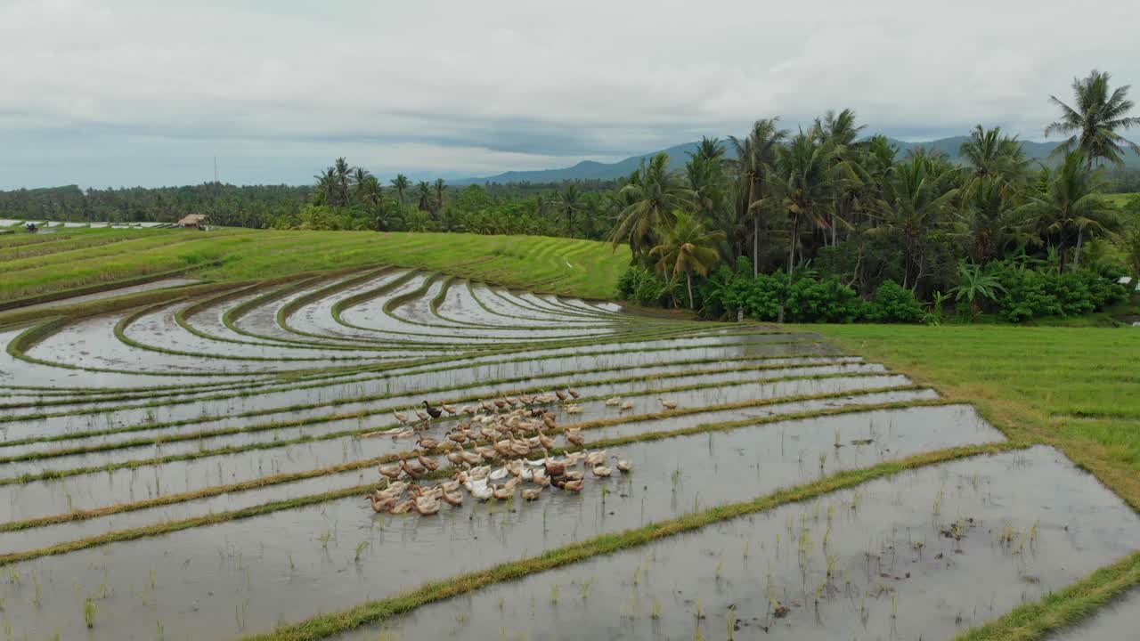 Risaia verde di Tabanan con anatre. Indonesia, Bali