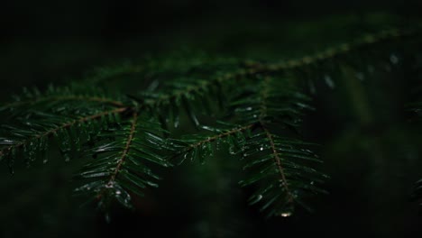 closeup of dark green fir branch with slight rain in a dark moody forest in middle europe