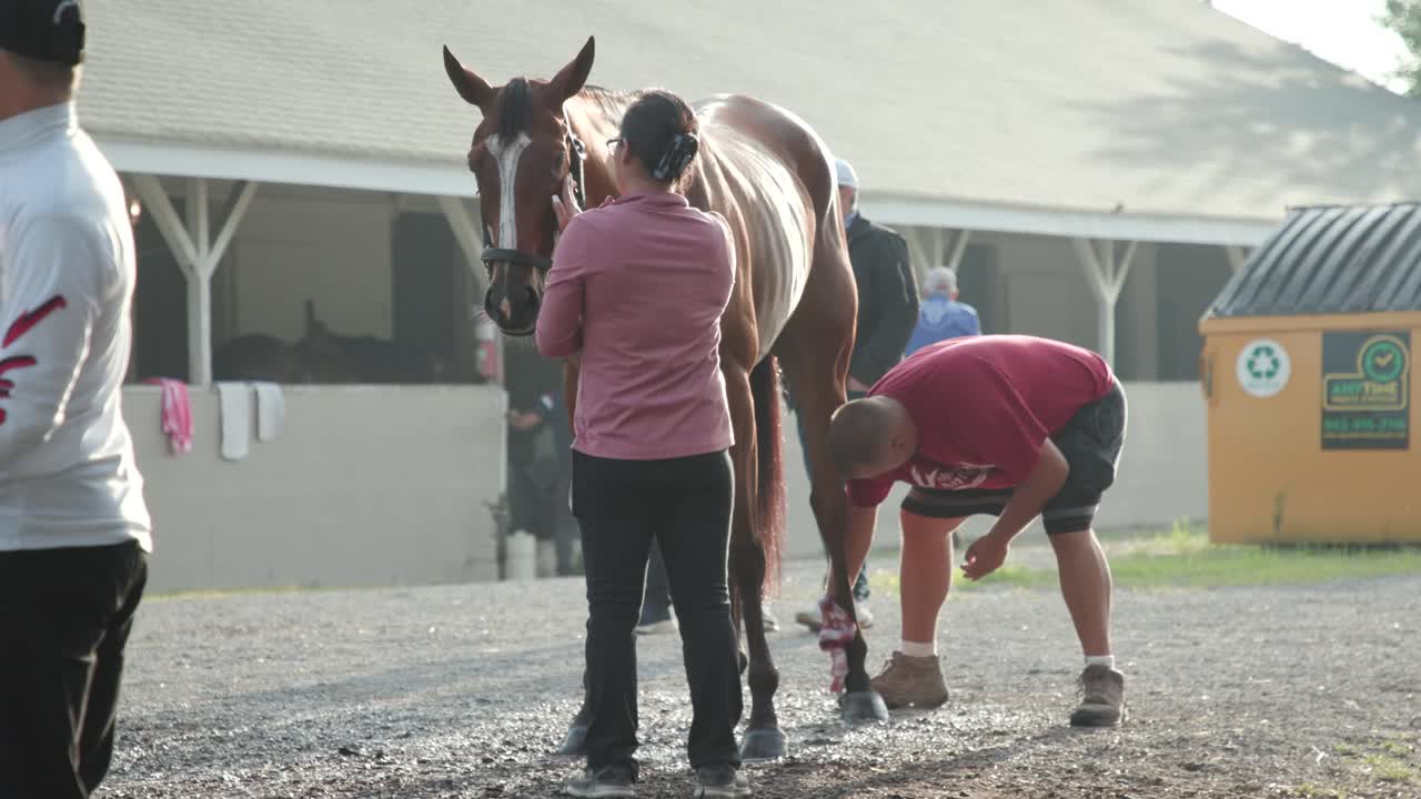 Horse Grooming and Care at a Stable