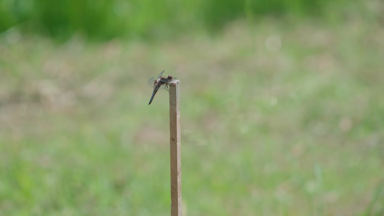 Primo piano di una libellula posata su un bastoncino di legno da giardino con uno sfondo naturale verde sfocato.