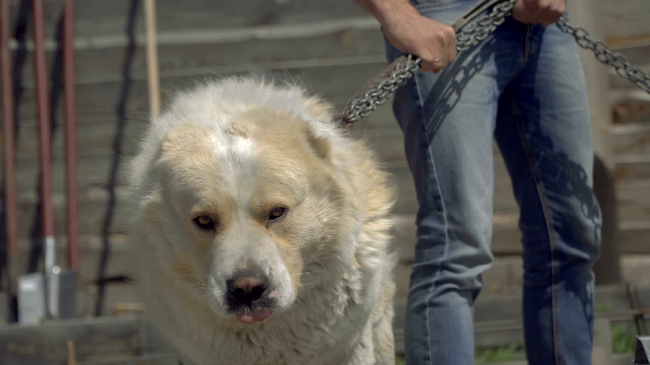 경비견. 알라바이 개