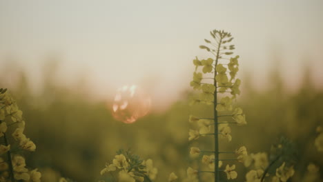 Gelbe-Blumen-Im-Feld-Bei-Sonnenuntergang