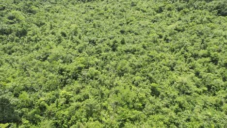 drone aerial footage of bright green guatemalan rainforest hillside trees and foliage near semuc champey national park