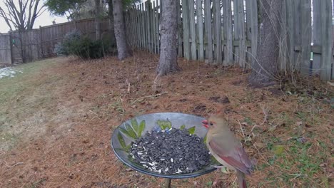 pájaro cardenal macho comiendo semillas