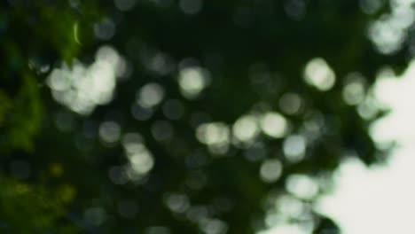 bokeh de árbol de enfoque suave abstracto balanceándose en el viento, cámara lenta