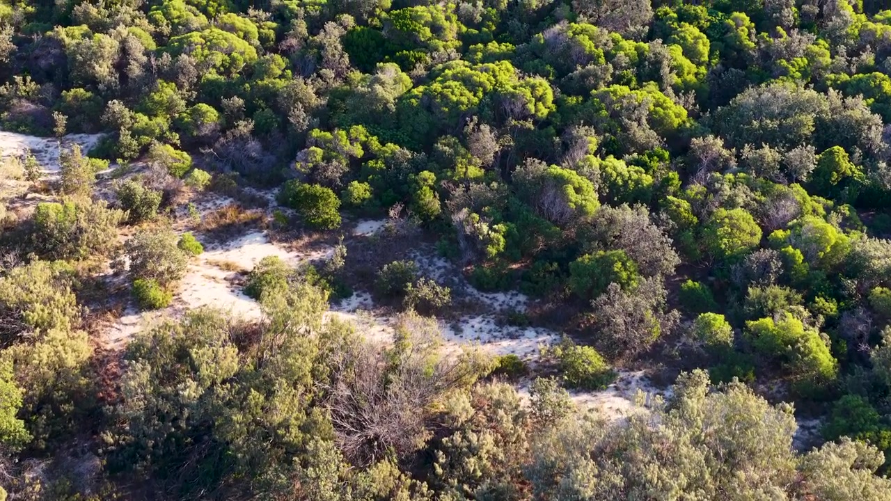 Ripresa con drone che panoramica su vegetazione autoctona e dune sabbiose sull'isola di South Stradbroke, Australia.