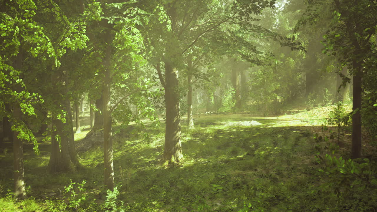 Bright sunlit forest with lush green foliage and tranquil atmosphere