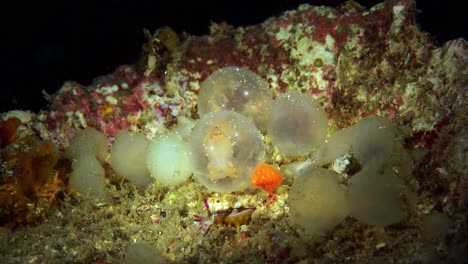 Eclosión-Extravagante-Sepia-Estrecho-De-Lembeh