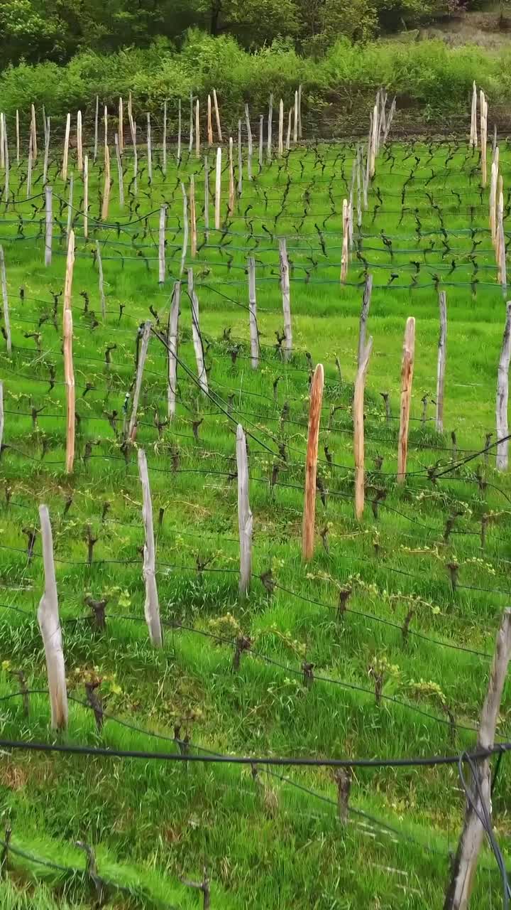Lush green farmland in Italy with rows of wooden sticks used for crop support or vineyard training