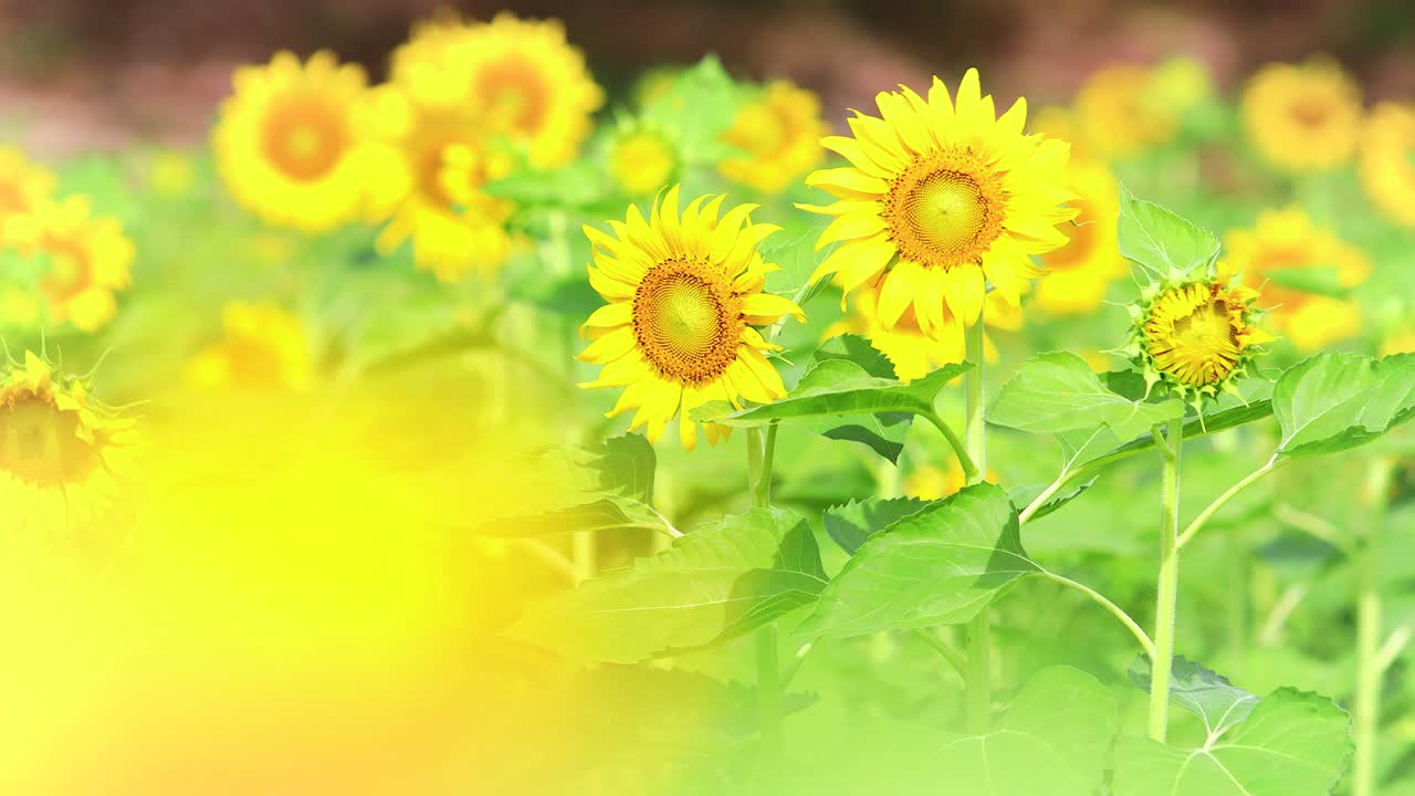 girasoles en un campo en un día soleado.