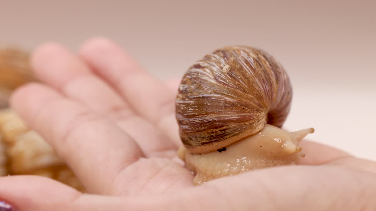 A brown snail with extended antennae slowly moves across an open human palm in a well-lit studio setting with a soft, neutral background