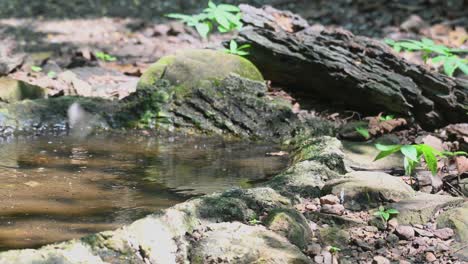 drinking water from the pond, a single grey-capped emerald dove surrounded by flying bees and other insects flew towards the right side of the frame