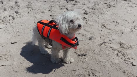 Vollständige-Aufnahme-Eines-Einzelnen-Bichon-Frise-Hundes-Mit-Schwimmweste-Am-Strand-Aus-Der-Vogelperspektive