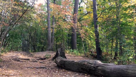 Camino-Dentro-Del-Bosque-Natural-En-Otoño