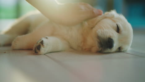 the pet owner's hand strokes a golden retriever puppy. dog napping on the floor at home