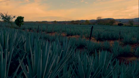 Campo-De-Plantación-De-Agave