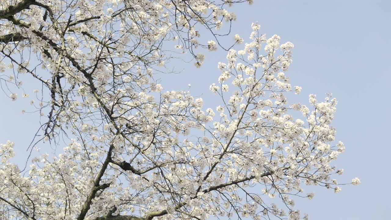 Cherry trees burst into bloom with clusters of soft pink flowers against a bright blue sky. The scene captures the essence of spring, inviting tranquility and beauty. Kyoto, Japan