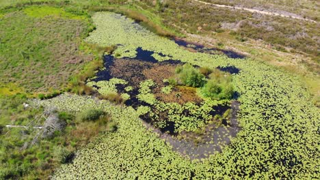 Aerial-view-over-sunny-heathland-in-De-Meinweg,-Netherland