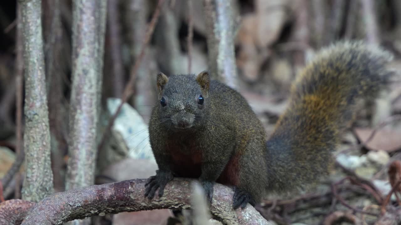 fotografía de cerca de una linda ardilla de pallas avistada en el suelo, alertada por los alrededores, sube rápidamente al árbol, parque forestal daan en taipei, taiwán