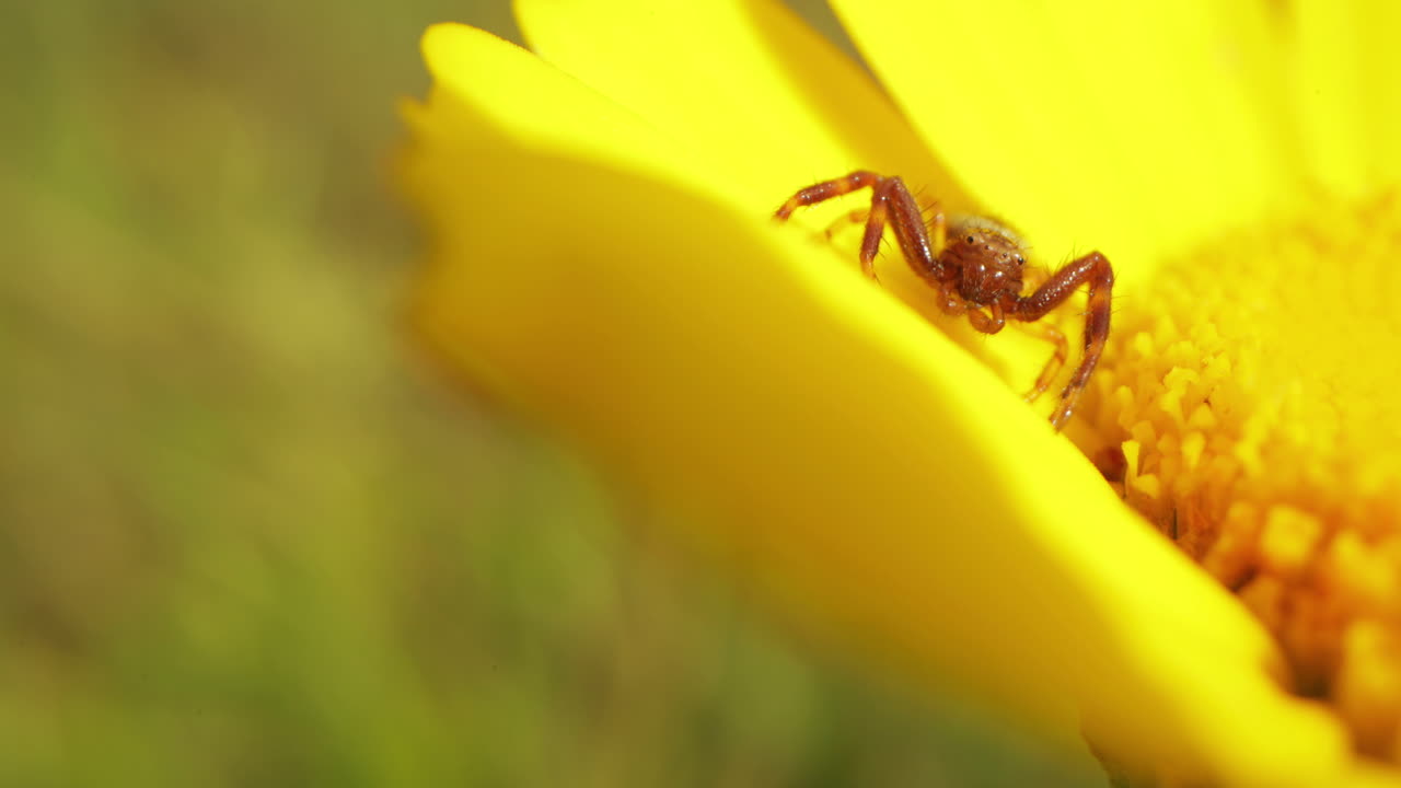 araña comiendo néctar dulce de flor amarilla