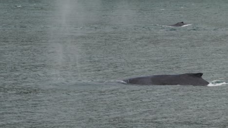 dorsal fin of a humpback whale diving