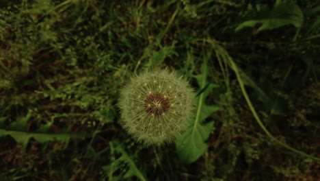 primer plano del diente de león en la naturaleza