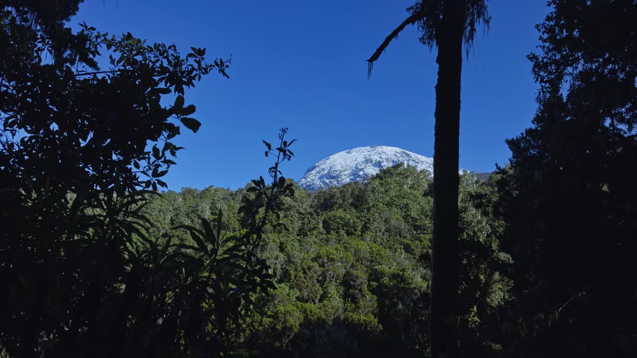 Static shot captures Mount Kilimanjaro’s snow-capped summit rising above lush forest, framed by dark tree silhouettes against a bright blue sky