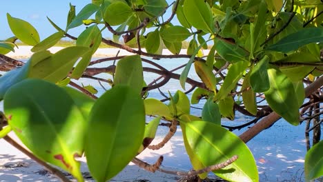 Cerrar-Hojas,-Ramas-Y-Raíces-De-Manglar-En-La-Playa-Tropical-De-Los-Roques,-Panorámica-Hacia-La-Derecha