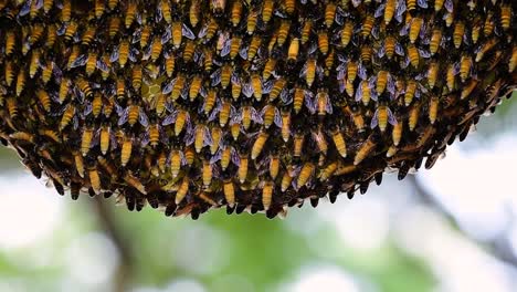 Se-Sabe-Que-Las-Abejas-Melíferas-Gigantes-Construyen-Grandes-Colonias-De-Nidos-Con-Bolsillos-Simétricos-Hechos-De-Cera-Para-Almacenar-Miel-Como-Fuente-De-Alimento.