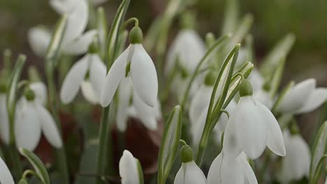 Campanilla-De-Invierno-Flores-Cambio-De-Estación