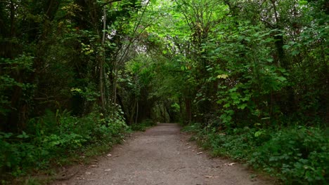 Trailing-down-a-forest-path,-no-people-1