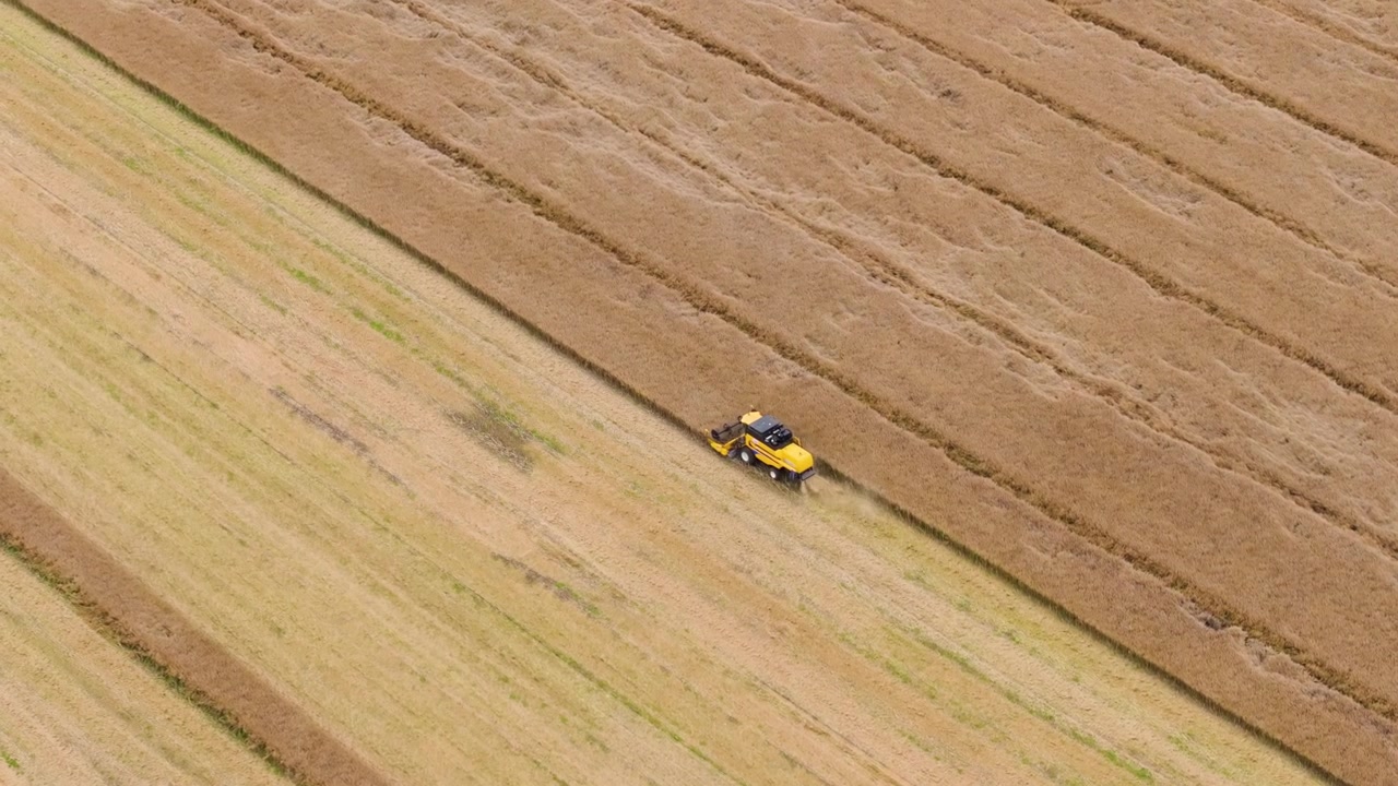 Luftoptagelser med drone af en moderne skårlægger, der skærer en moden kornmark. Landbrugsmaskine arbejder på en stor mark under høstsæsonen