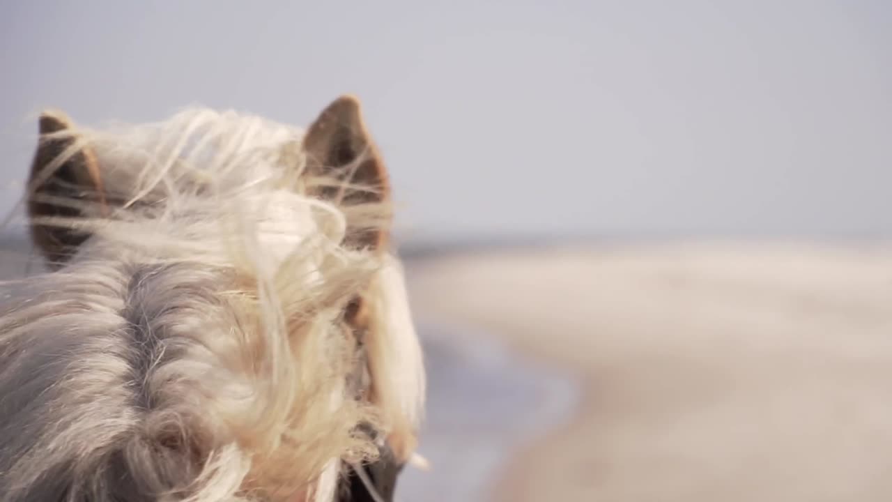 Close up of horse heads pulling a wagon, slow motion, hair in the wind