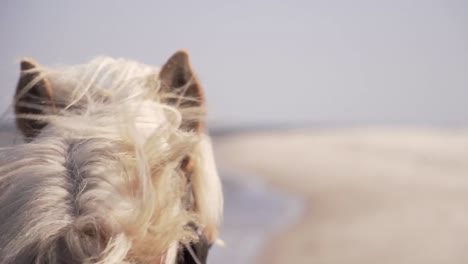 close up of horse heads pulling a wagon, slow motion, hair in the wind
