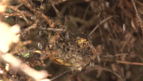 wasps tending to a nest in a backyard bush while water falls in slow motion