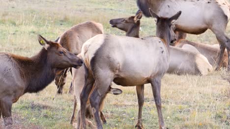 Elchweibchen,-Das-Ihr-Kalb-Mit-Den-Herden-In-Der-Wildnis-Des-Rocky-Mountain-Nationalparks-Pflegt