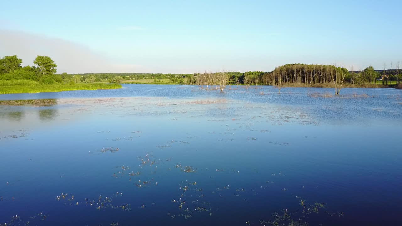 Dead Trees In The Water. Landscape abstract background. Dry dead trees without leaves in the water