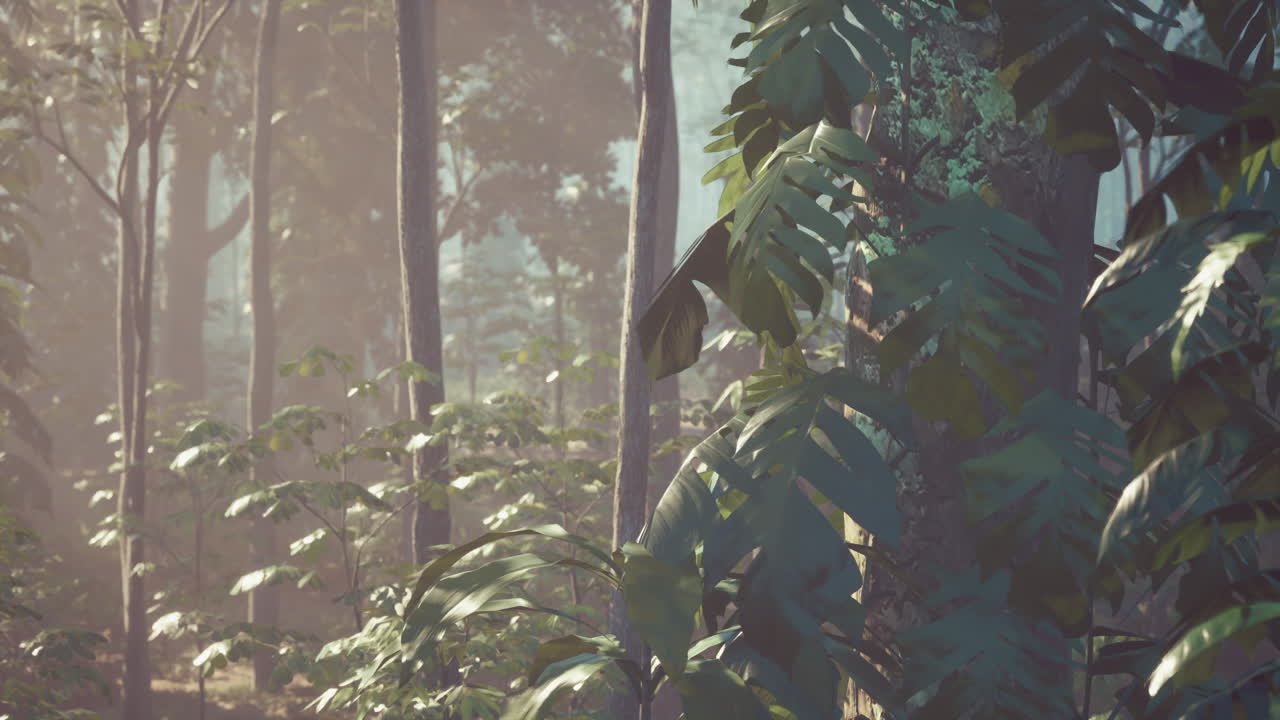 bosque tropical de niebla