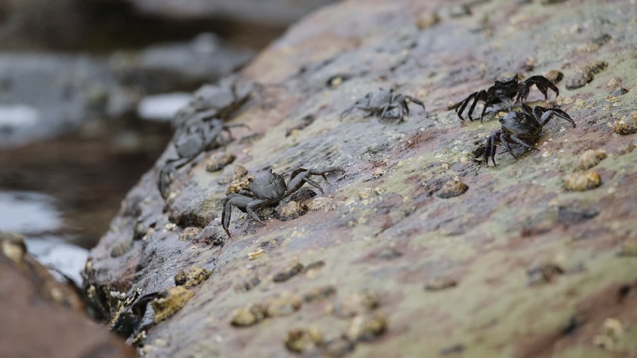Rockpool crabs walking across rocks