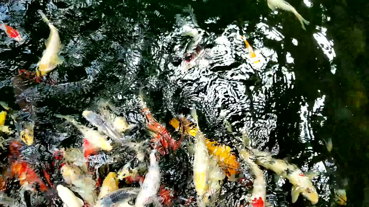 아름다운 색의 물고기 연못.