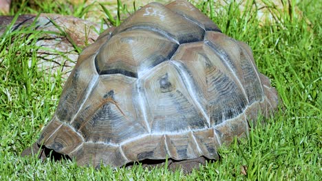 giant tortoise shell in grass