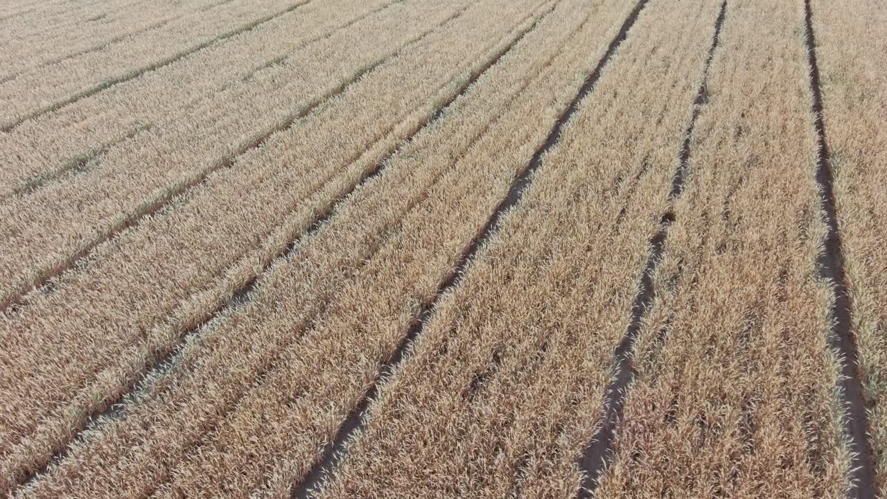 un vuelo medio bajo sobre un campo de trigo de invierno