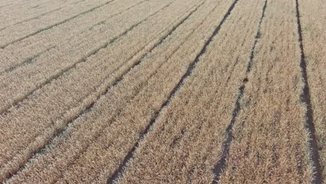 A-medium-low-flight-over-a-winter-wheat-field