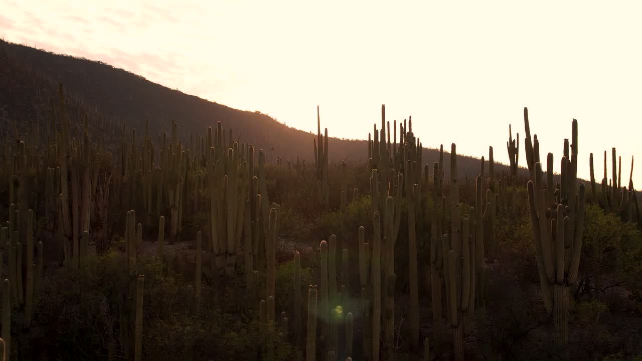 Footage of a mexican desert at the dawn, Tehuac&aacute;n M&eacute;xico