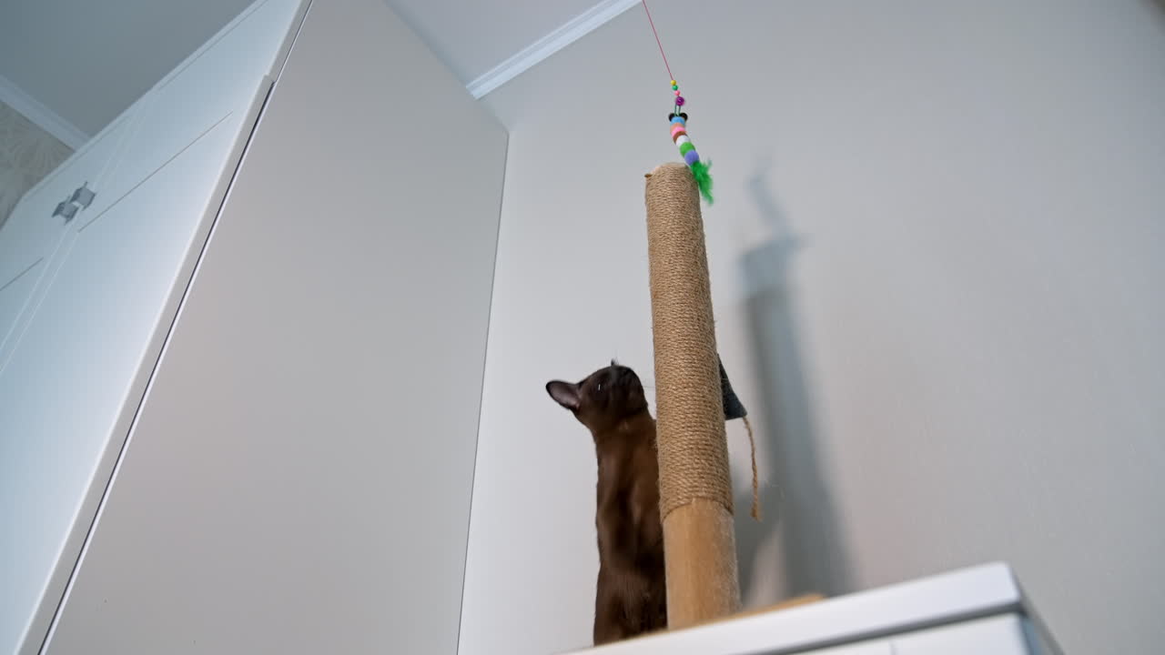 Pedigree kitten catches toy. Adorable burmese cat playing with toys indoors. Funny purebred kitty at home.